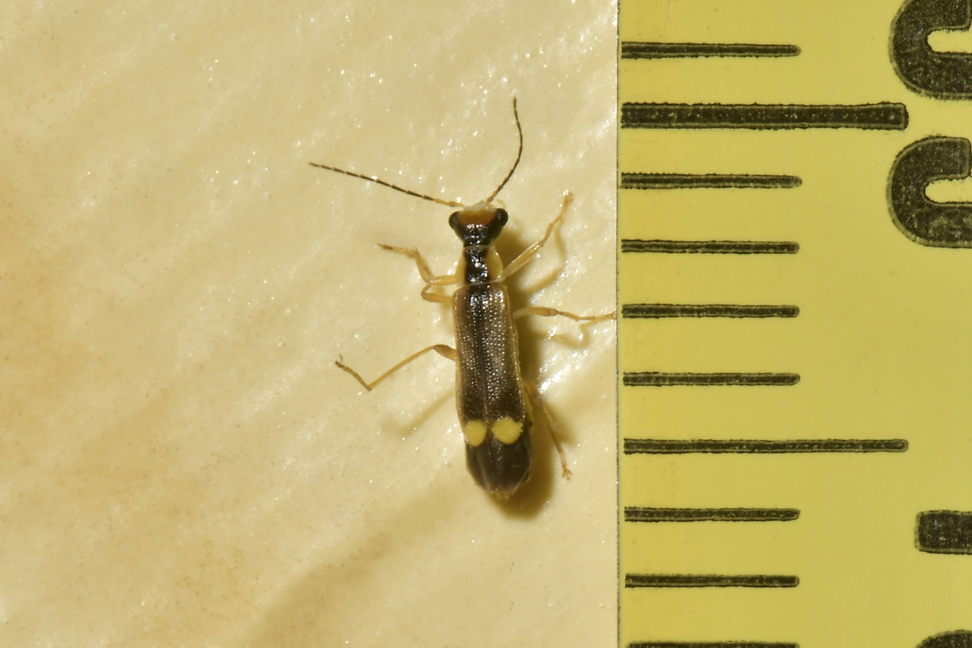 Cantharidae: Malthinus seriepunctatus oppure M. reflexus